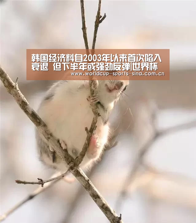 世界杯附加赛